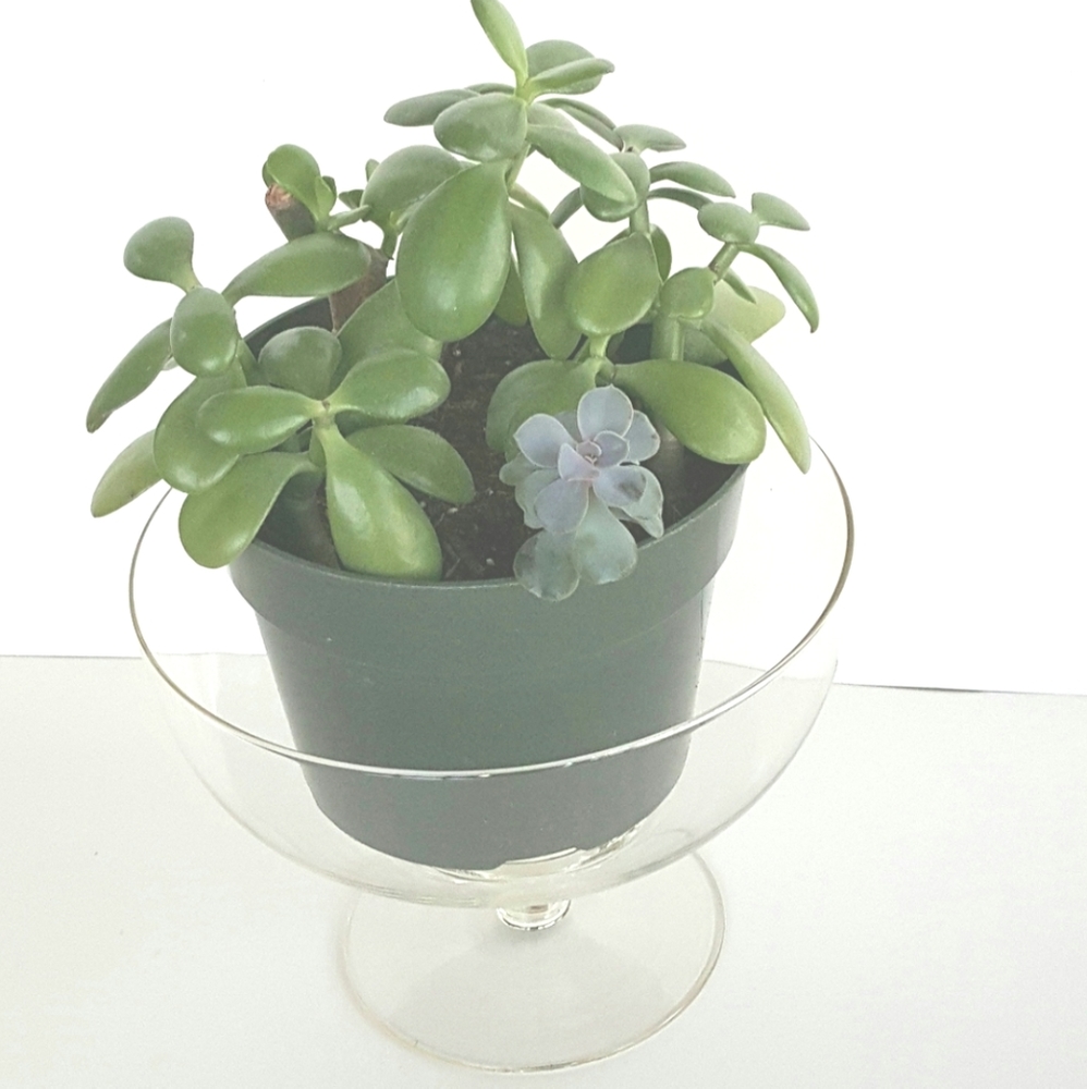 Bird Bath Style Large Clear Glass Decor Centerpiece